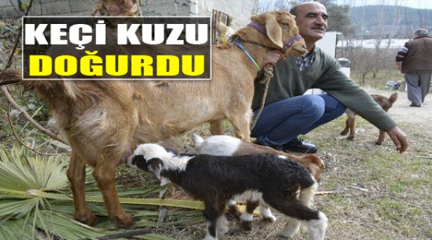 Keçi Kuzu Doğurdu