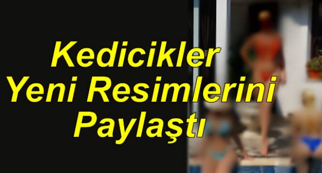 Kedicikler yeni resimlerini sosyal medyada paylaştı