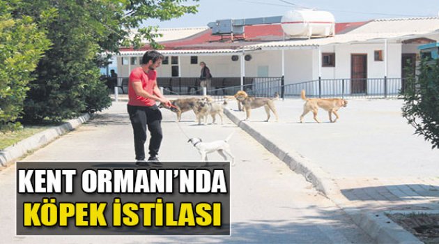 Kent Ormanı’nda Köpek İstilası