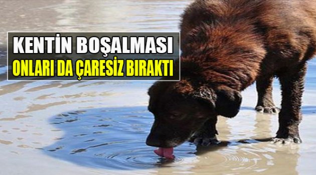 Kentin Boşalması Onları da Çaresiz Bıraktı!