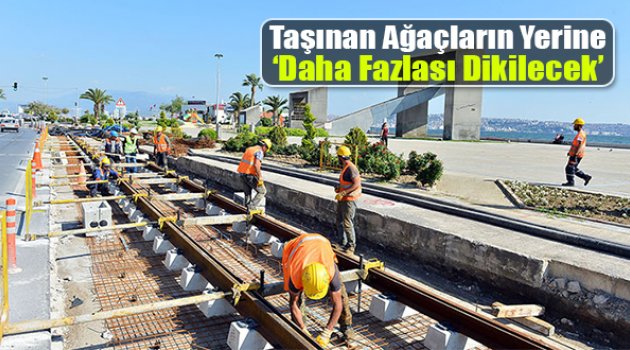 Kesilen Ağaçların Yerine Daha Fazlası Dikilecek