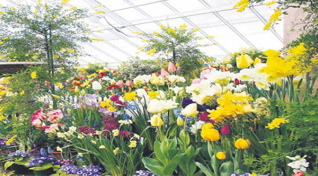 Kesme Çiçeğin Başkenti Menderes