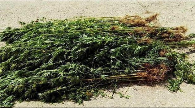 Kiraz&#039;da Uyuşturucu Operasyonu