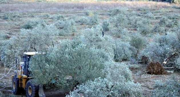 Kolin Grubu Enerji Sorumlusu: Yırca'ya termik santral devletin projesidir