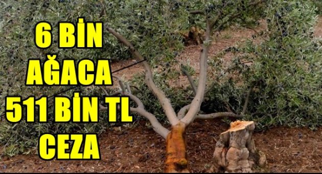 Kolin Grubu'na 6 bin ağaç için 511 bin TL para cezası kesildi