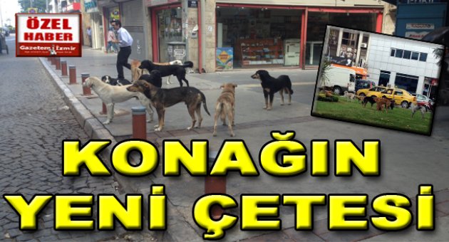 Konak meydanı barınağa döndü...