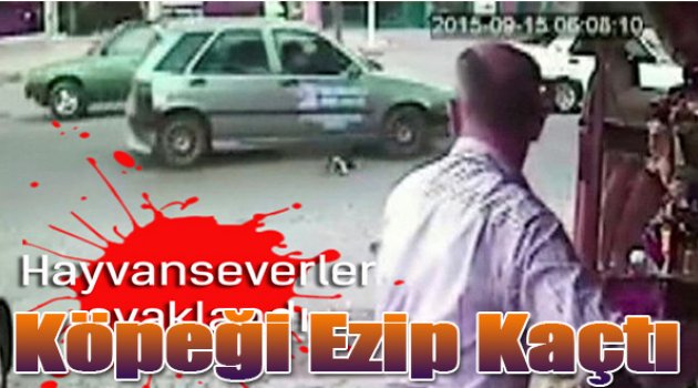 Köpeği Ezip Kaçtı