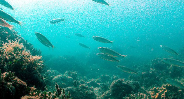 Körfez’deki iyileşme balığa da yaradı