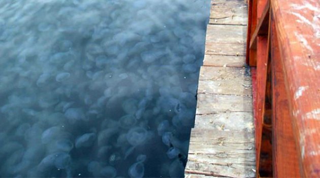 Körfez&#039;de Deniz Anası İstilası