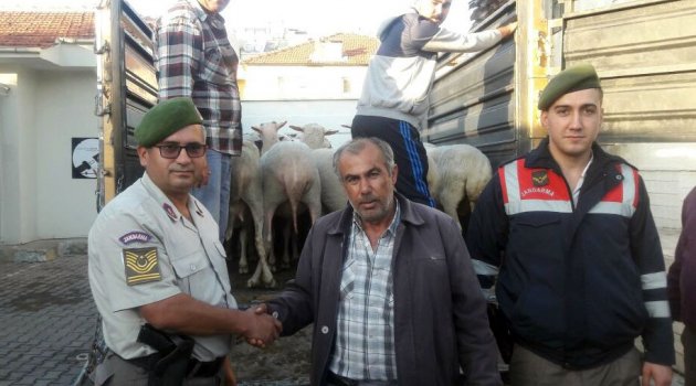 Koyun Hırsızları Jandarmadan Kaçamadı