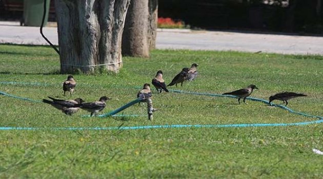 Kültürpark'ta Esrarengiz Karga Ölümleri