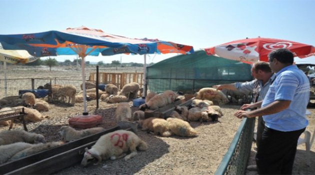 Kurban Pazarlarında Hem Vatandaşlar Hemde Satıcılar Memnun
