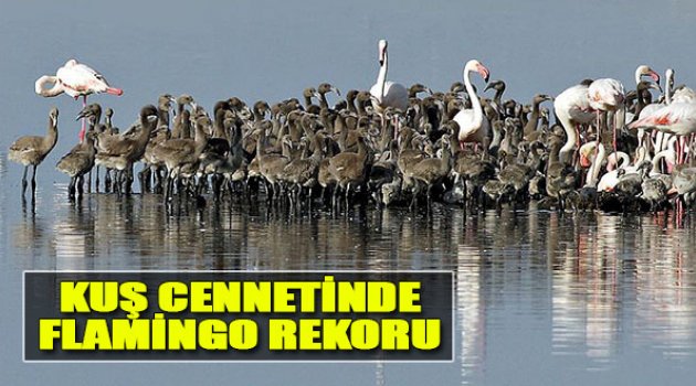 Kuş Cenneti'nde Flamingo Rekoru