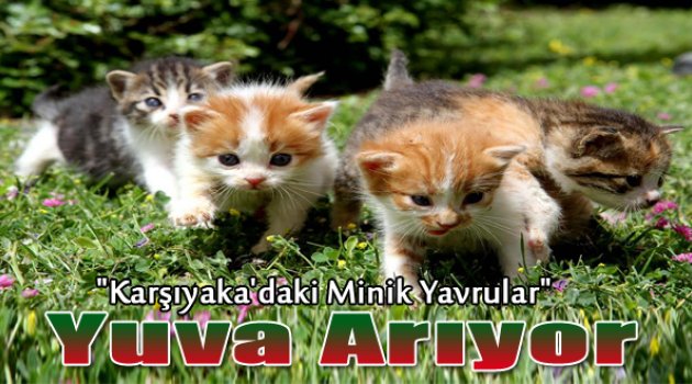 Minik yavrular yuva arıyor
