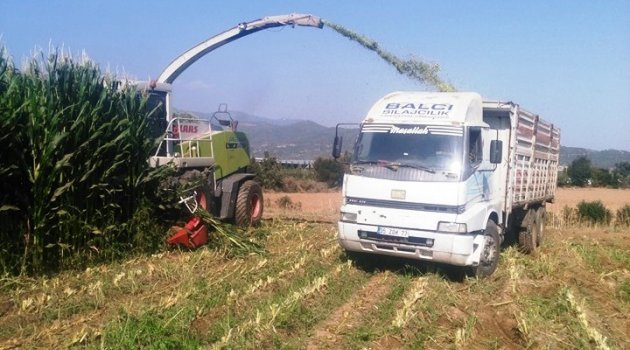 Mısır Silajı Ovaları Hareketlendirdi