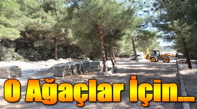 O Ağaçlar İçin Yolun Yönü Değişti