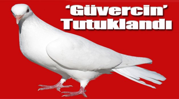 Şaka Gibi... Güvercini Tutukladılar!