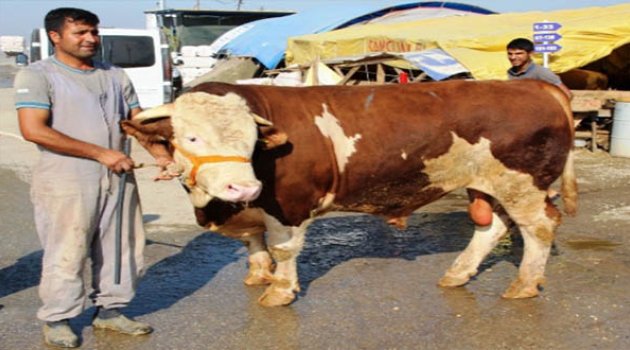 Şampiyon Boğa Otomobil Fiyatına Satıldı