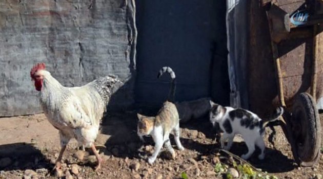 Şaşırtan Dostluk!