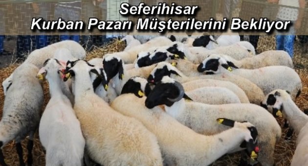 Seferihisar Kurban Pazarı Müşterilerini Bekliyor