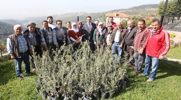 Sertifikalı Fidanlar Toprakla Buluşuyor