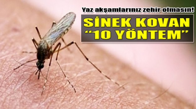 Sivrisinek Kovucu 10 Yöntem!