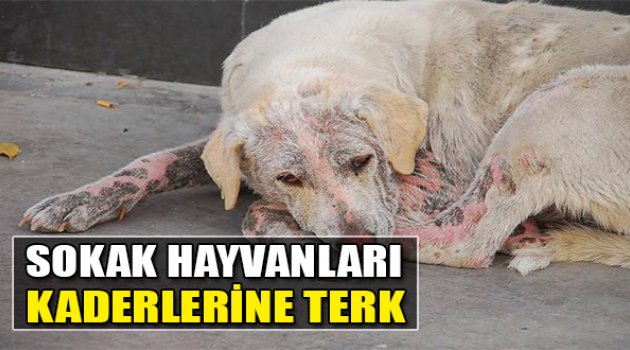 Sokak Hayvanları Kaderlerine Terk
