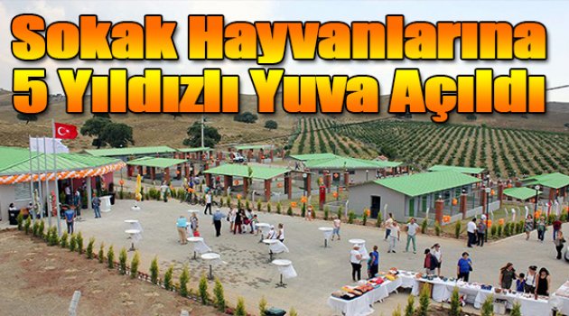 Sokak hayvanlarına beş yıldızlı yuva açıldı