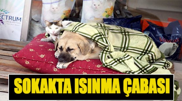Sokakta Isınma Çabası