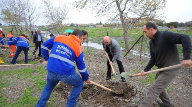 Soma Şehitleri İçin 301 Zeytin Fidan