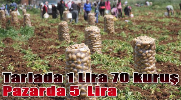 Tarlada 1 lira 70 kuruş, pazarda 5 lira