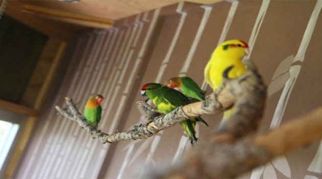 Tay Park Ailesi Büyüyor