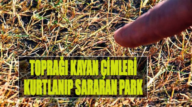 Toprağı Kayan, Çimleri Kurtlanıp Sararan Park
