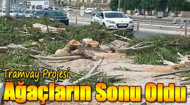 Tramvay projesi ağaçların sonu oldu!
