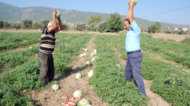 Üretici Çıldırdı Karpuzları Kırdı!