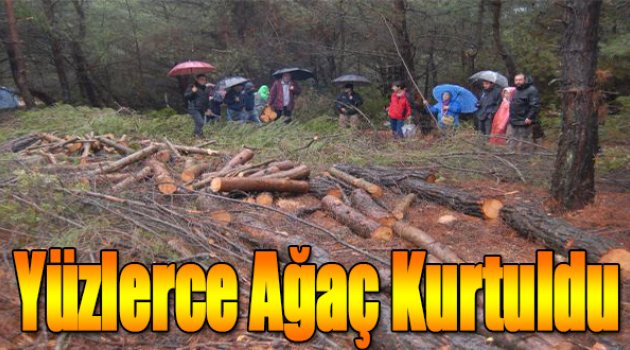 Urla’ya bir yargı müjdesi daha: Yüzlerce ağaç kurtuldu