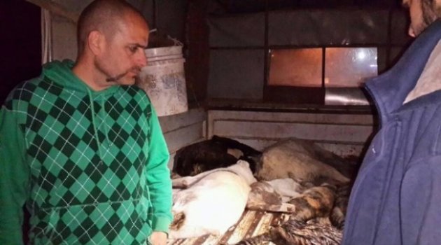 Urla'da Yine Kedi Ve Köpek Katliamı