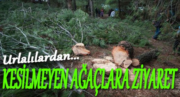 Urlalılar Kesilmeyen Ağaçları Ziyaret Etti