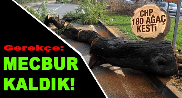 Yalova Belediyesi'nden ağaç kesme açıklaması
