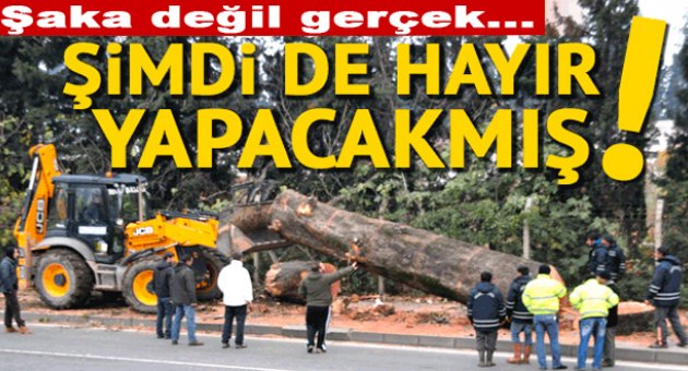 Yalova'da kesilen ağaçlar muhtaçlara yakacak verilecek