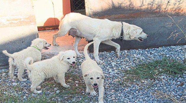 Yaralı 65 Can Dost Manevi Destek Bekliyor