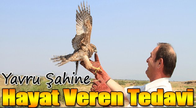 Yavru şahine hayat veren tedavi