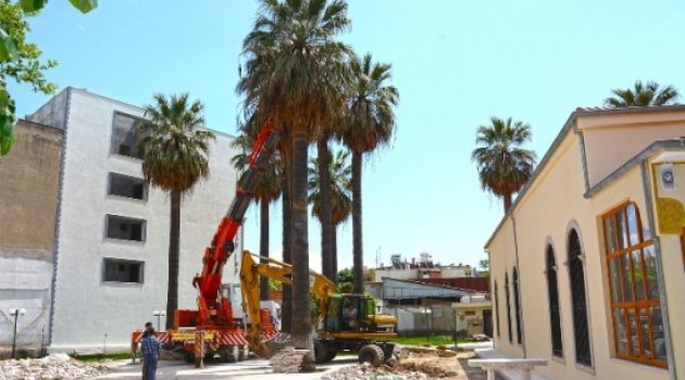 Yetmiş Yıllık Palmiyelere Yeni Yaşam Alanı