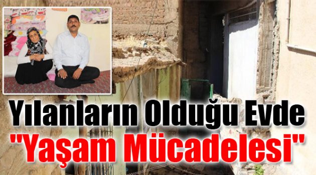 Yılanların Girdiği Evde Yaşam Mücadelesi Veriyorlar