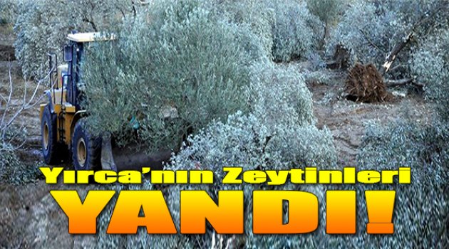 Yırca&#039;da Zeytinler Yandı!