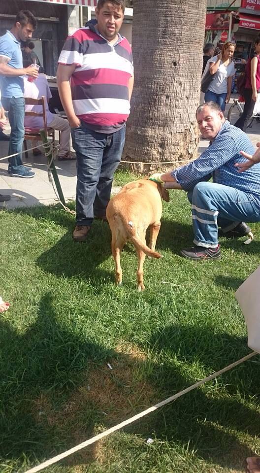 Böyle şerefsizlik görülmedi: Asıl Köpek Bunu Yapana Denir!