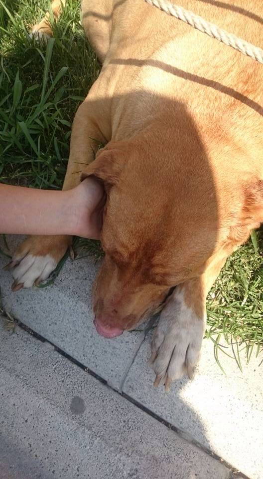 Böyle şerefsizlik görülmedi: Asıl Köpek Bunu Yapana Denir!