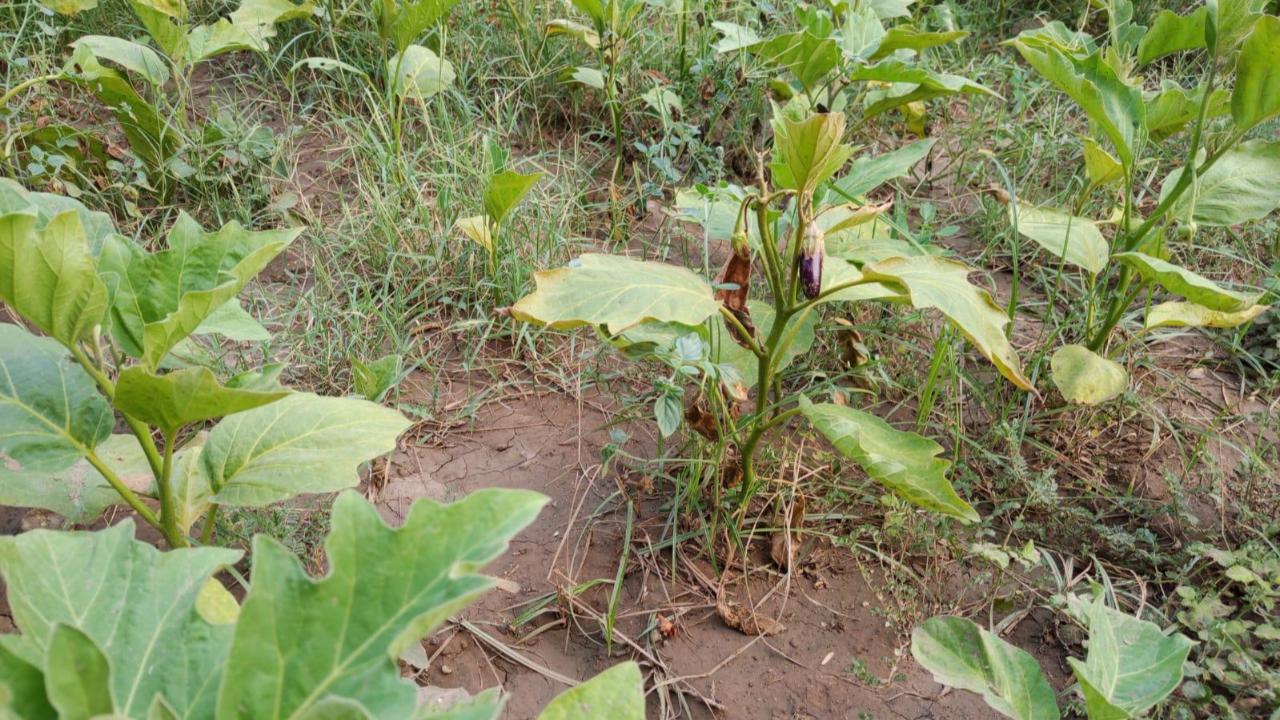 Efes Tarlası Yaşam Köyü’nde Elde Edilen Yerel Tohumlar Anadolu’nun Dört Bir Yanında Filizleniyor