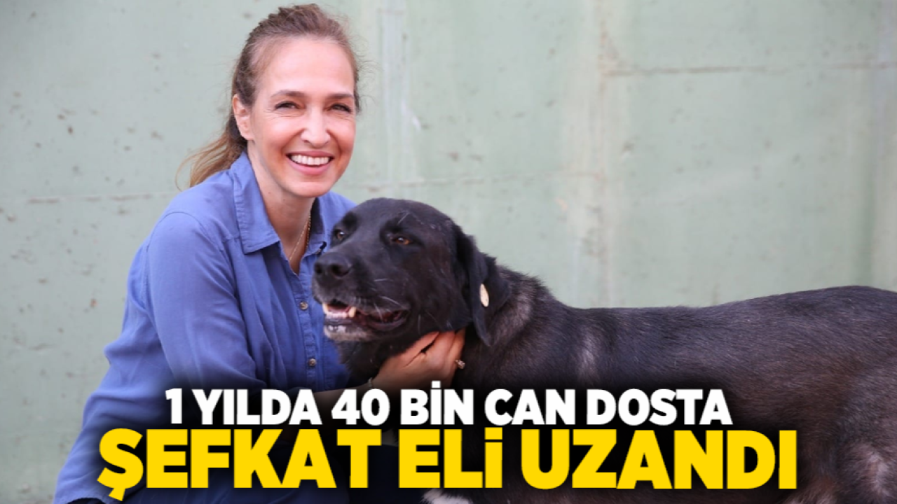1 yılda 40 bin can dosta şefkat eli uzandı
