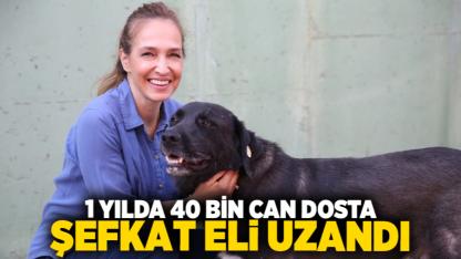 1 yılda 40 bin can dosta şefkat eli uzandı
